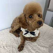 poodle toy or tea cup puppies for