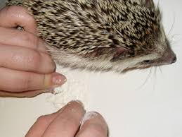 clipping and t hedgehog nails
