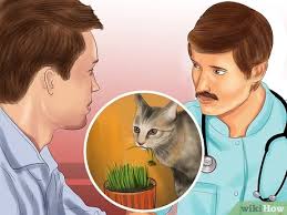 Growing cat grass is super easy and don't worry if you don't have a bright window. 3 Ways To Give Cat Grass To A Cat Wikihow