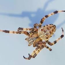 spiders in michigan species pictures