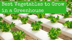 What To Grow In A Greenhouse Best