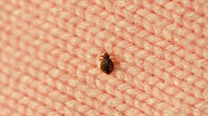 Bed Bugs Prevention Discovery And