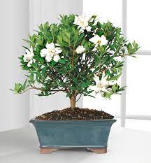 Gardenia Bonsai Plant Gift Next Day