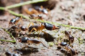 termites vs ants how to identify and