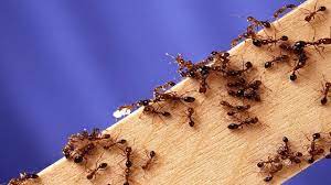 controlling fire ants in your yard