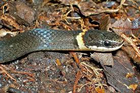 black snakes in florida 11 species