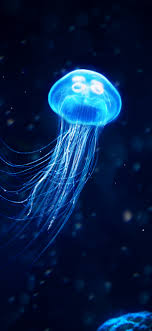 jellyfish 4k iphone xs max
