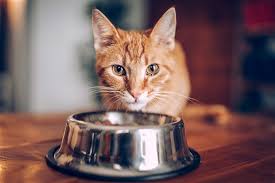 It features fresh turkey and duck as the main ingredients. The 6 Best Cat Foods To Buy In 2019