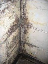 clean mold off basement concrete walls