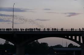 congress bridge bats austin texas