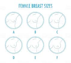 70 Memorable Breast Size Comparison Chart Pictures