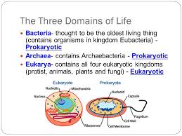 Introduction To The Kingdoms Of Life Chapter 19 How Do