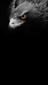 dark eagle hd phone wallpaper
