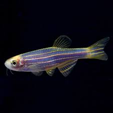 Tropical Fish For Freshwater Aquariums Glofish R Danio Rerio