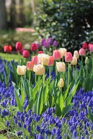 Beautiful Spring Bulb Garden