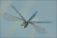 Image result for miniature drones disguised as dragonflies