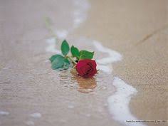 Your red rose beach stock images are ready. 10 Roses On The Beach Ideas Beach Flowers Rose