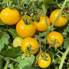 Tempting Tomatoes Patio Sunshine