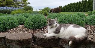 15 Cat Friendly Plants For Your Garden