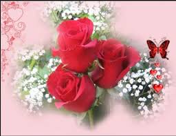 love red rose flower pictures