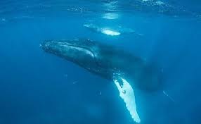 Humpback whale populations are bouncing back in british columbia. Why Is The Humpback Whale Population Exploding In Antarctica Whale Population Humpback Whale Whale
