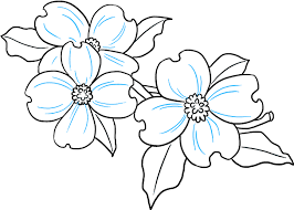 easy dogwood flower drawing png image