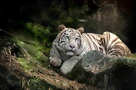 hd wallpaper white tiger predator