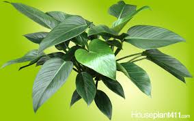 Its solubility is greater in organic solvents. How To Grow A Philodendron Congo Tatei Houseplant411 Com