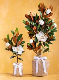 seeds of life southern magnolia memorial tree gift 44 48 tall
