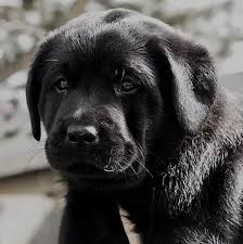 There's nothing like a happy adoption story to lift your spirits during these uncertain times in the world. Labrador Labrador Puppy For Sale Greenville South Carolina Home Of Labradors