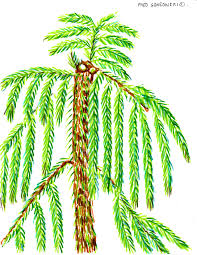 Pine trees can be a wonderful addition to your cincinnati property. Norfolk Island Pine An Easy Plant To Control Its Height Fred Gonsowski Garden Home