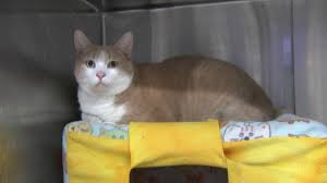 We raise kittens to live with a family and learn the habits and traditions of people in this family and not a cat family. Fat Cat Big Lebowski Looking For Fur Ever Home In Dupage County Abc7 Chicago