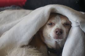 cold at bay for your pets this winter