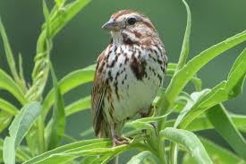 Types of Sparrows