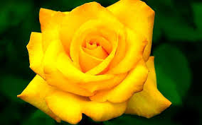 yellow rose wallpapers top free
