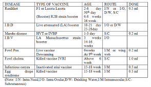 Vaccination In Poultry Industry Engormix