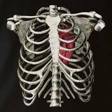 Please note that because of variances in computer monitor settings the color floral rib cage anatomy this rib cage anatomy art print is a wonderful addition to any interior and will make a perfect gift for doctors, nurses and medical. Rib Cage Heart Vest By Chargrilled