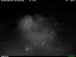 Our cat trap is used extensively by councils throughout australia for the trapping and control of domestic, feral and stray cats. Feral Cats Caught On Camera Bush Heritage Australia