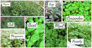 Herbs From Around The World Herbs