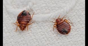 To be successful you have to be when hunting for bed bugs hold your flashlight parallel to the surface being inspected, this will cause eggs and small bed bugs to cast a shadow. How To Get Rid Bedbugs