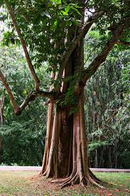green tree bamboo park tropical