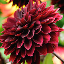 Romantic love, i love you. 9 Red Flowers For A Rich Red Garden Bulbs Shrubs Perennial Red Bloomers