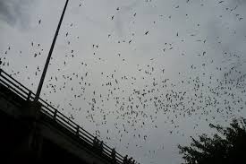 bats of the congress avenue bridge is