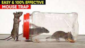 best easy mouse trap diy mouse trap