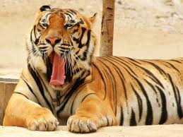 Image result for sleeping siberian tiger pics