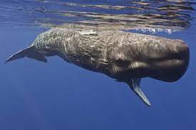 Fenomena paus sperma yang meledak paus yang meledak (exploding whale) atau tepatnya bangkai paus yang meledak. 5 Fakta Unik Paus Sperma Si Besar Yang Jago Menyelam