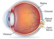 What is the Retina? | Review of the Retina