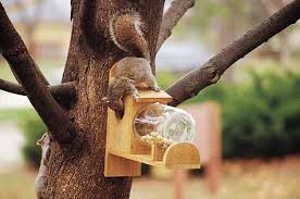 How To Make A Diy Squirrel Feeder