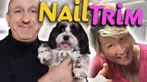 trim an aggressive dogs nails