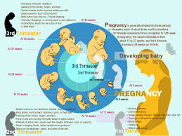 13 Clean 4 Month Pregnancy Diet Chart In Hindi